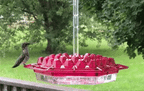Ant-Proof Hummingbird Feeder with Hanging Perch for Outdoor Use