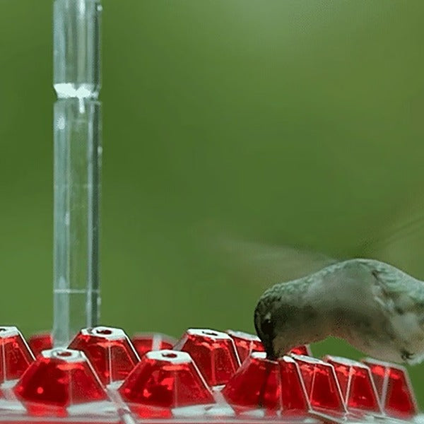 Hummingbird Feeder with Ant Moat - Glass Hanging Bird Feeder for Outdoor Use