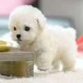 Interactive Plush Puppy Toy - Realistic Design for Play and Cuddling